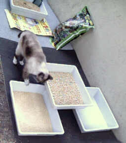 Cat, white paws, inspecting trays